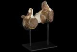 Pair of Fossil Plesiosaur Vertebrae With Stand - Goulmima, Morocco #89804-5